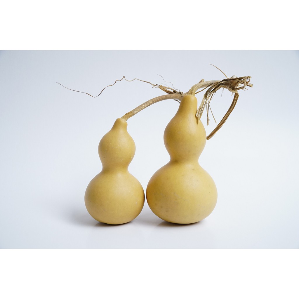 Bầu hồ lô phong thủy trắng nguyên trái nguyên cuống tài lộc | BigBuy360 - bigbuy360.vn