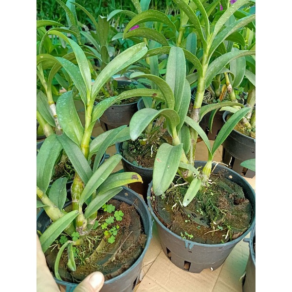 Hoa lan Đen rô Pensodas  chậu f18