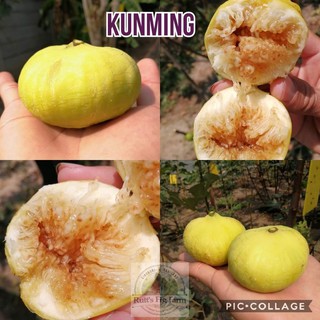 Cây giống sung mỹ trái dẹt