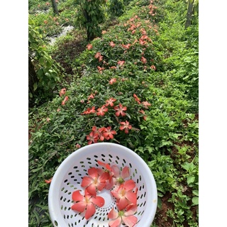 Hạt giống Sâm Bố Chính
