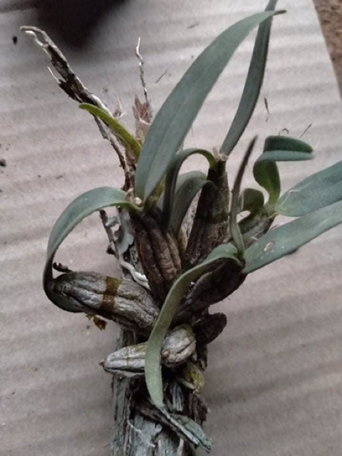 Combo 3 bản bạch hoả hoàng