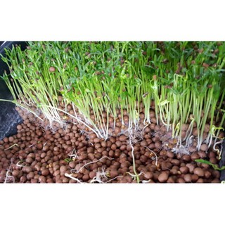 50 Gram Hạt Giống Mầm Rau Muống [CHẤT LƯỢNG]