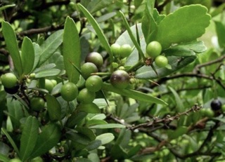 Cây quýt gai 1kg(tươi)