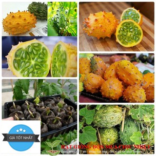 Hạt giống dưa sừng hạt giống dưa chuột gai nhiều dinh dưỡng dễ trồng gói 5 hạt