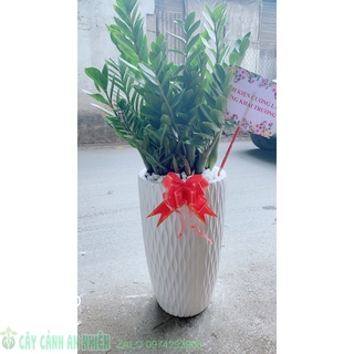 Chậu Cây Kim Phát Tài tặng khai trương