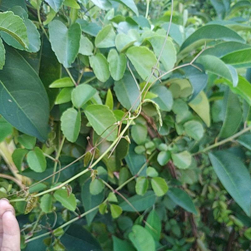 Trái giác tươi 500g