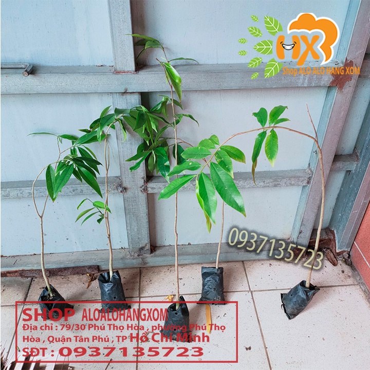 cây gió bầu cây giống-combo 5 cây