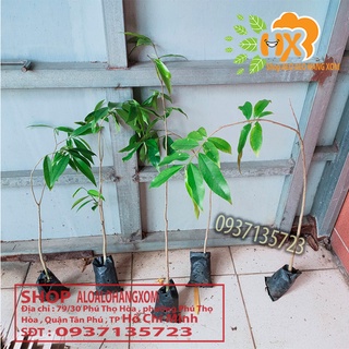 combo 5 cây trầm hương ( cây giống )