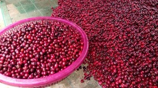 mika cà phê 3 kg cafe bột nguyên chất