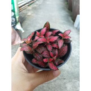 Chậu Cẩm Nhung lá nhỏ