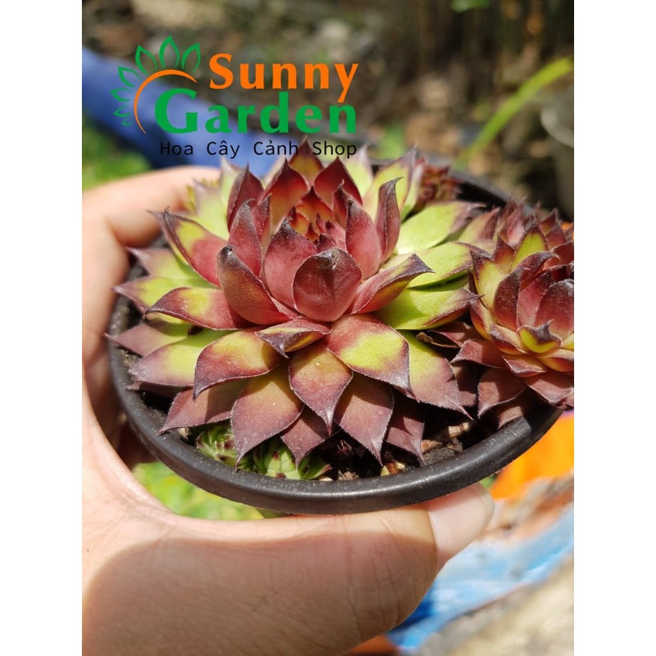 Sen Đá Phật Bà Bụi Đỏ - Chậu Trung