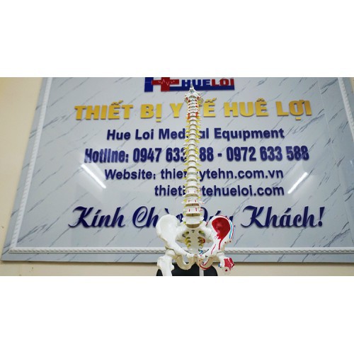 Mô hình xương cột sống , khung chậu 83cm