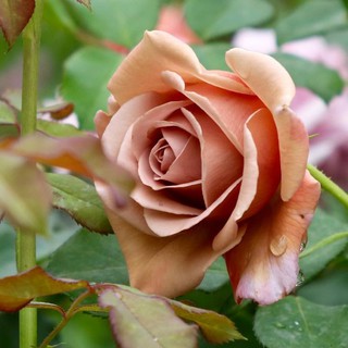 Koko loko rose