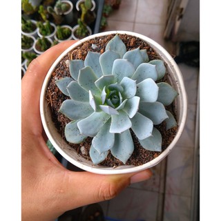 Sen đá phấn trắng cỡ to