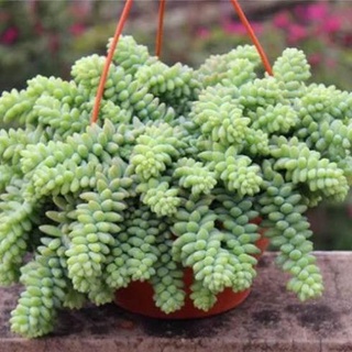 50 hạt giống cây xương rồng đuôi chồn thanh lọc không khí