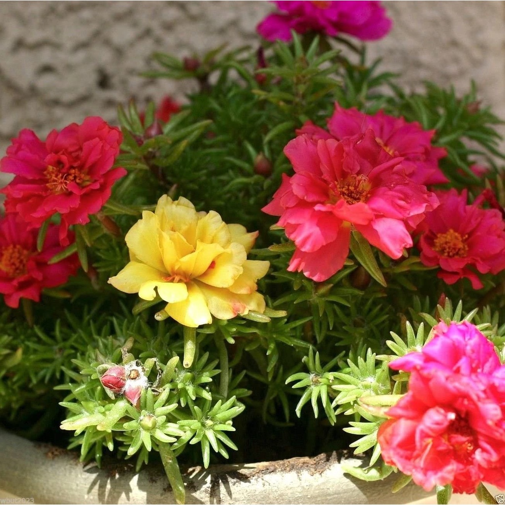 Hạt giống Hoa Dễ Trồng Mỹ, Nhiều Màu, Tỷ Lệ Nảy Mầm Cao, Trồng Được Quanh NămMoss Rose Seeds - Yellow~ seeds Great in Co