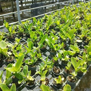 Rồng xanh cây giống