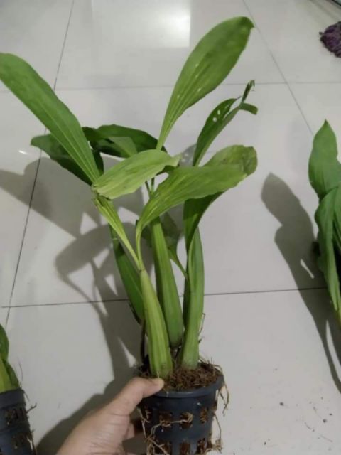 Lan Thanh đạm in đô  - Hoa thơm