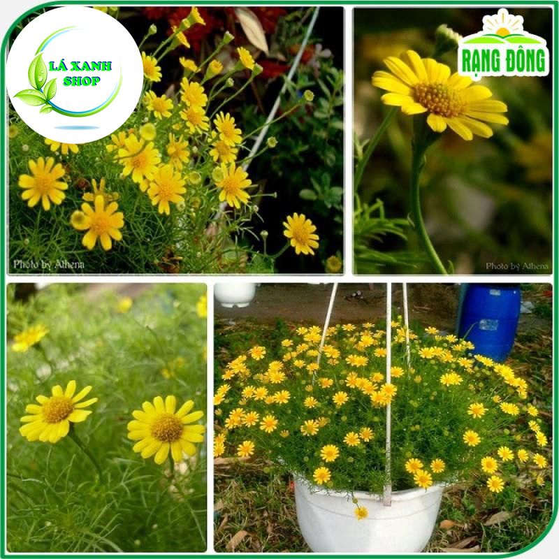 Hạt giống Hoa Cúc Sao Băng Dễ Trồng, Thích hợp Trồng Chậu (gói 0,03 gram) - Hạt giống Rạng Đông