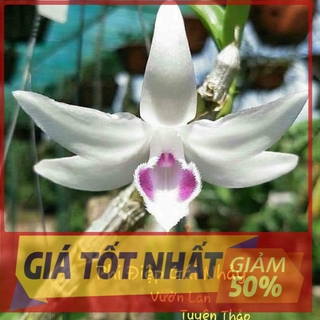 Chậu hoa lan phi điệp 5ct gái nhảy thân thủ qua đẹp cam kết chất lượng uy tín chất lượng