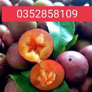 Cây hồng quân combo 2cây 180k