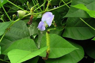 Hạt giống đậu rồng - 10gram
