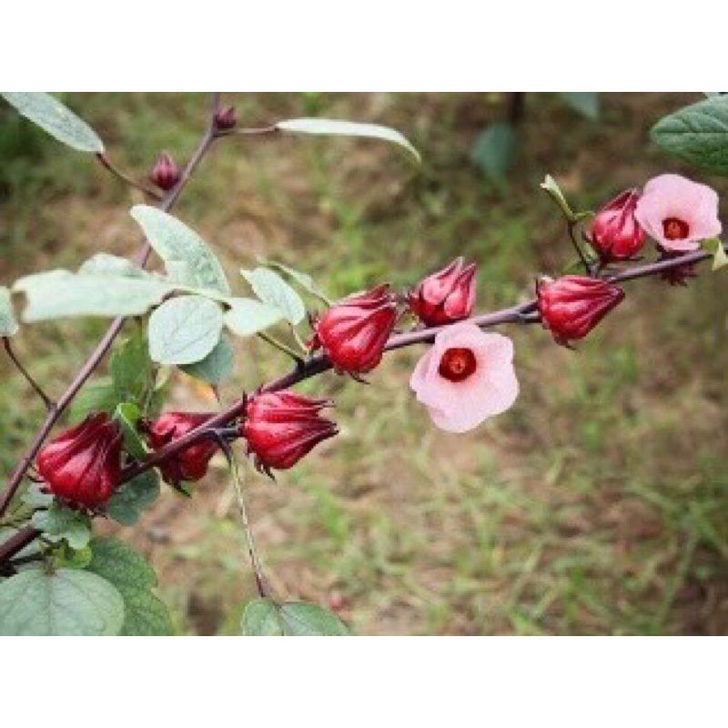 Hoa Bụp Giấm  khô túi 100g