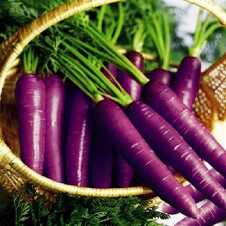 Hạt giống Cà Rốt tím F1