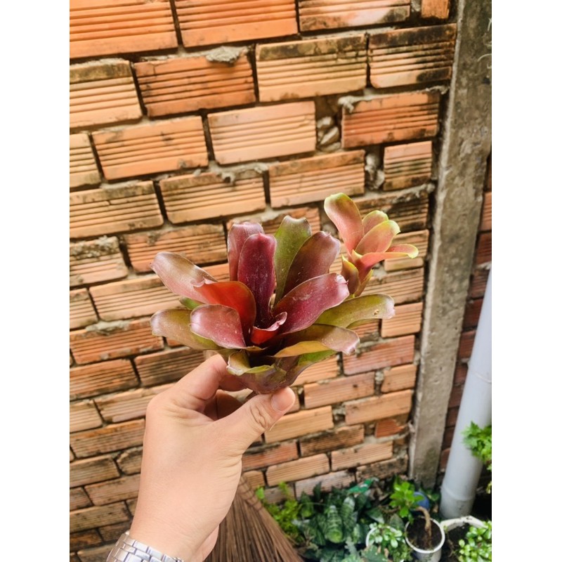 dứa nam mỹ