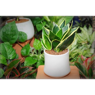 LƯỠI HỔ LUÔN CHẬU