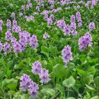 Rễ lục bình khô 200gr