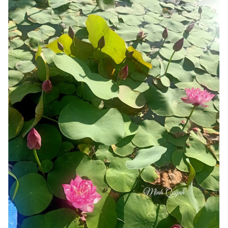 Combo 2 củ sen mini trắng Snow White và mini Little dragon