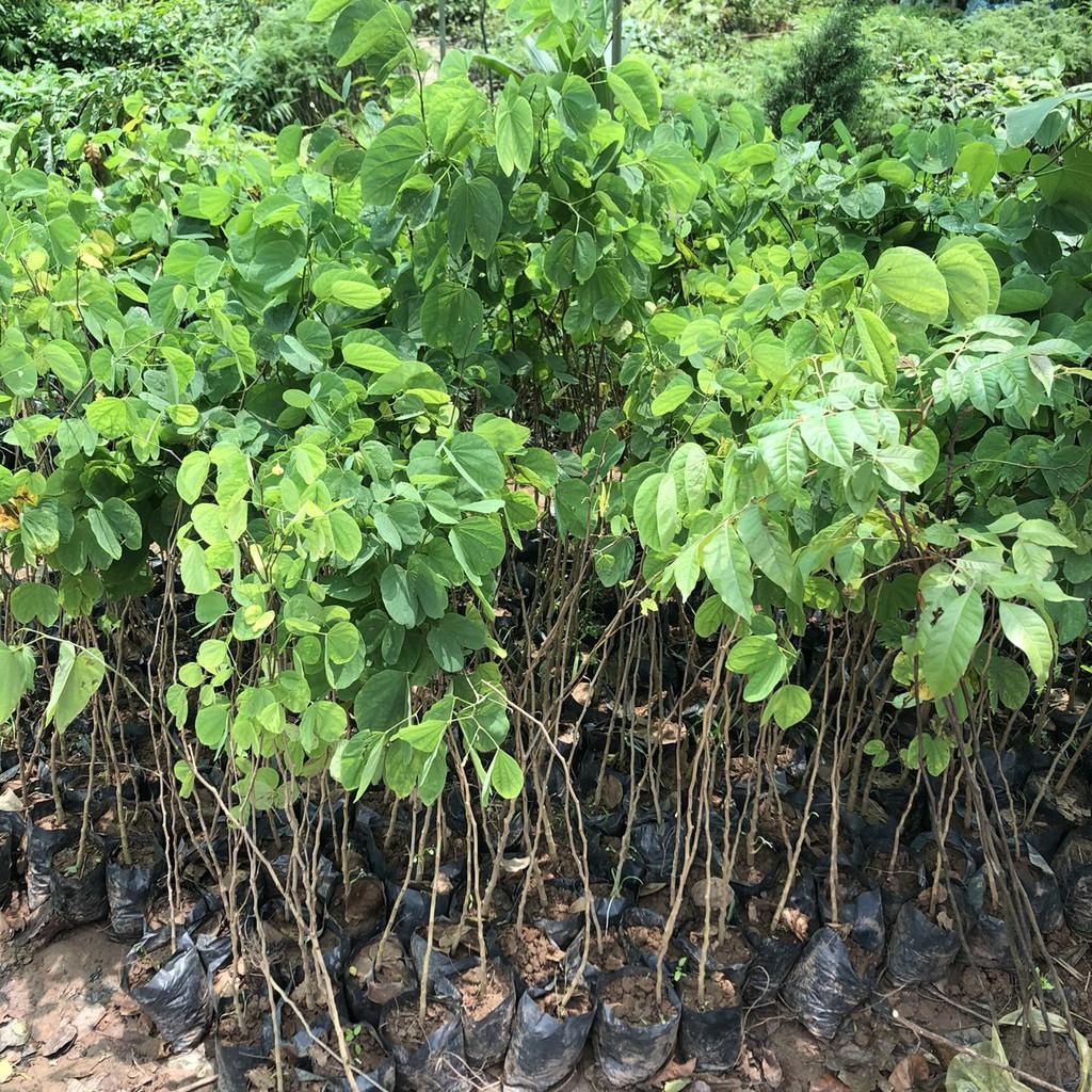 8.10 Cây hoa ban tím - Cây móng bò tím cao 1m  ra hoa sau 1 năm