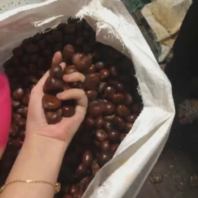 Hạt dẻ trùng khánh