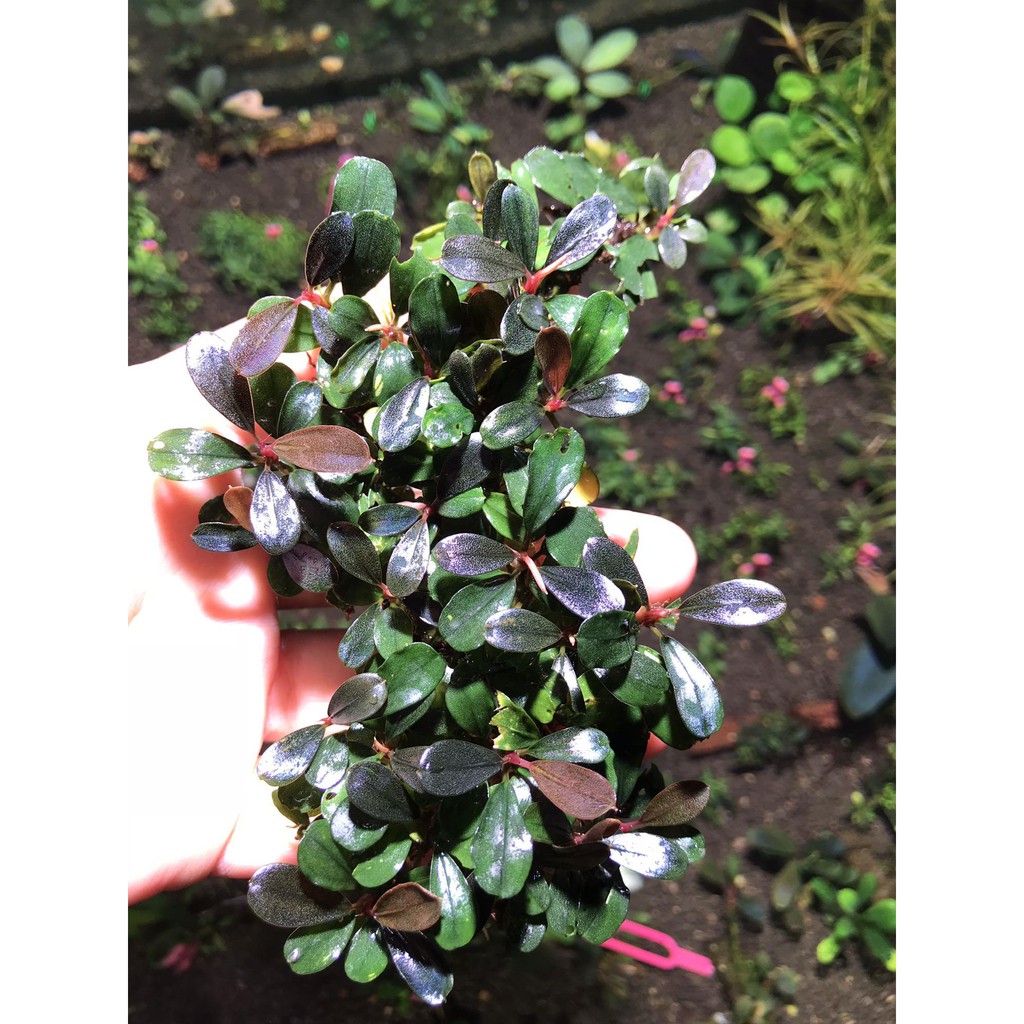 Cây thuỷ sinh Bucep Black Mist (Bụi)