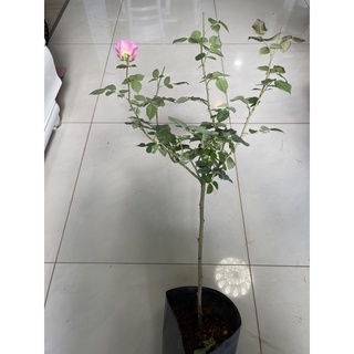 cây hoa Hồng Lafon thân tree