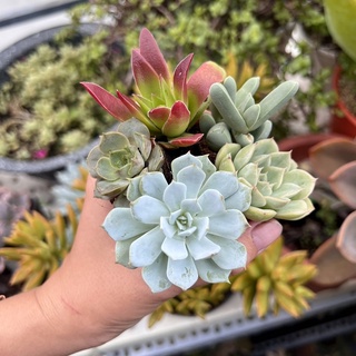 Combo 5 cây sen đá các loại size vỉ siêu xinh, dễ chăm sóc - Vườn sen đá Venus