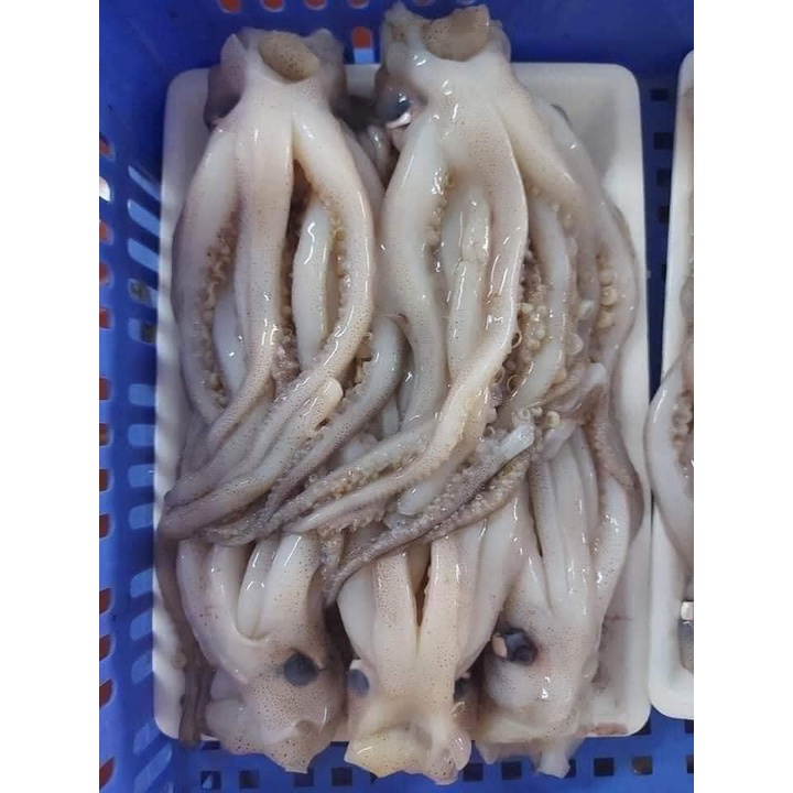 Râu mực to 1 kg