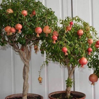 Hạt giống Lựu đỏ lùn (10 hạt)