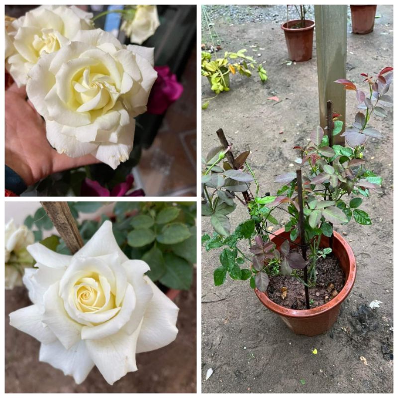 Cây hoa hồng Pope John Paul 2 Rose  _ thơm ngát, hoa siêu to