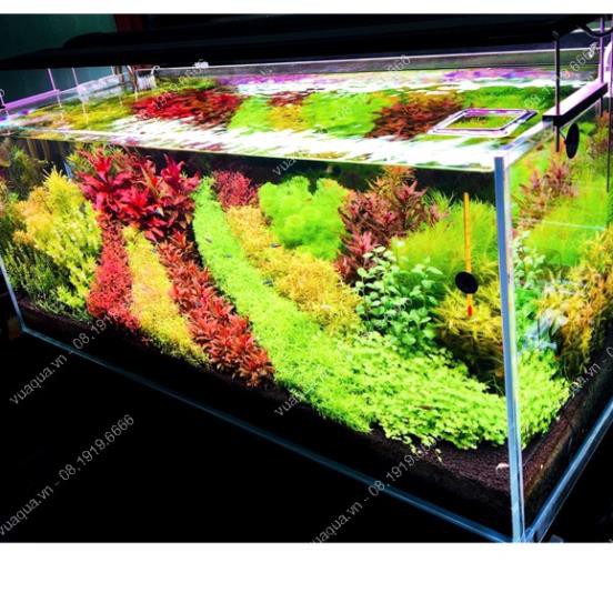 cây thủy sinh cắt cắm cây thủy sinh khỏe đẹp: 15 loại để lựa chọn, cây khỏe, đẹp.