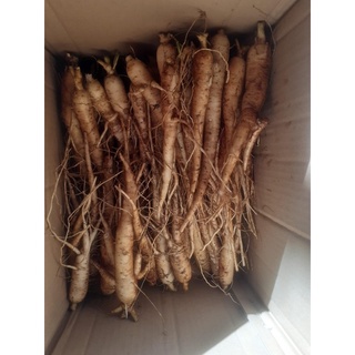 Sâm bố chính 1set/kg - thaoduocsachdaklak