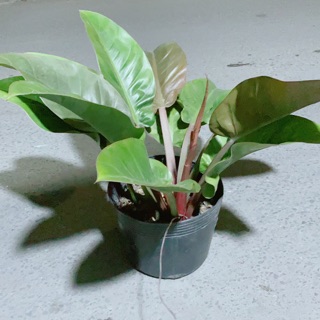 Trầu Bà Đế Vương Đỏ