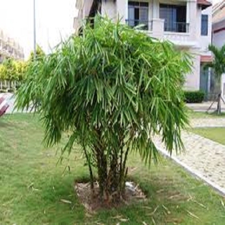 CÂY TRÚC PHẬT BÀ GỬI ĐI NGUYÊN CHẬU