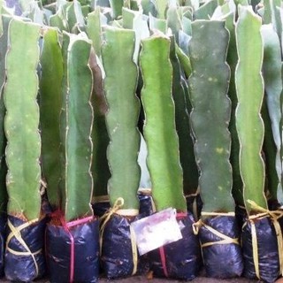 CÂY GIỐNG THANH LONG RUỘT TRẮNG