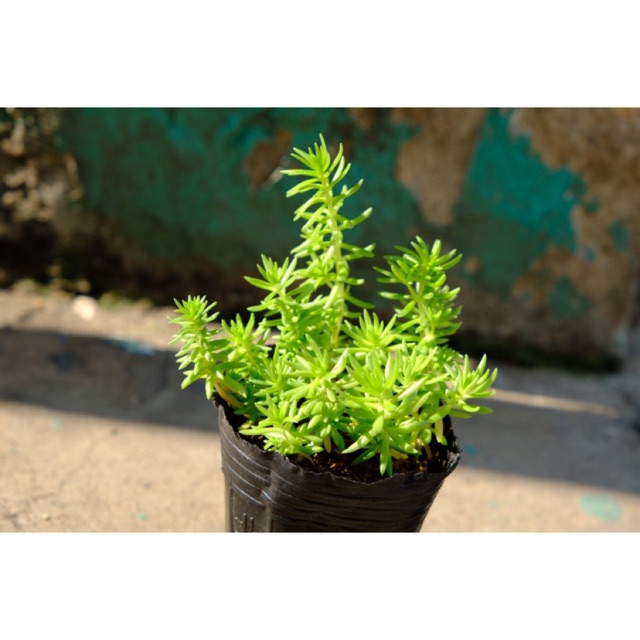 SEDUM XANH LÁ DÀI FREESHIP  ĐÃ THUẦN XỨ NÓNG SIU CUTE CHUẨN SIZE BẦU