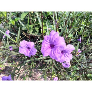 CÂY CHIỀU TÍM TRỒNG HÀNG RÀO VÀ TRỒNG THÀNH BỤI CỰC KỲ LUNG LINH