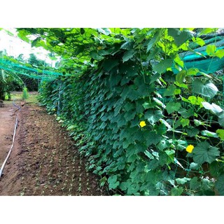 Lưới Giàn Leo Bầu Bí khổ 2m ngang (1kg ~ 22 met tới)
