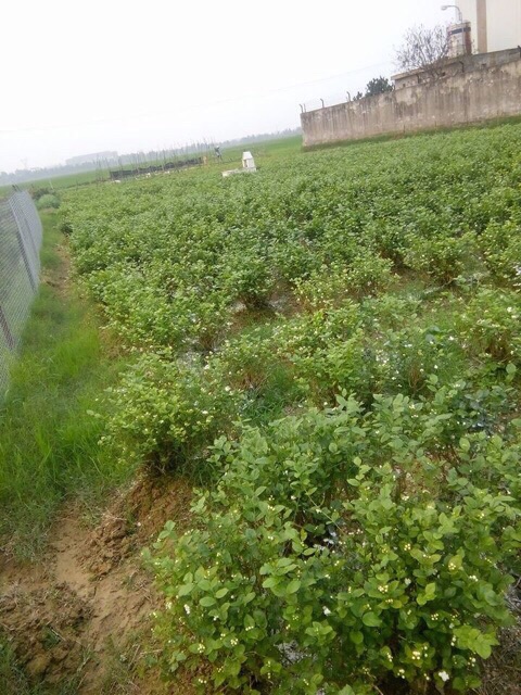 500GR TRÀ HOA NHÀI SẤY KHÔ TRÀ HOA BÁT TIÊN VỤ MỚI