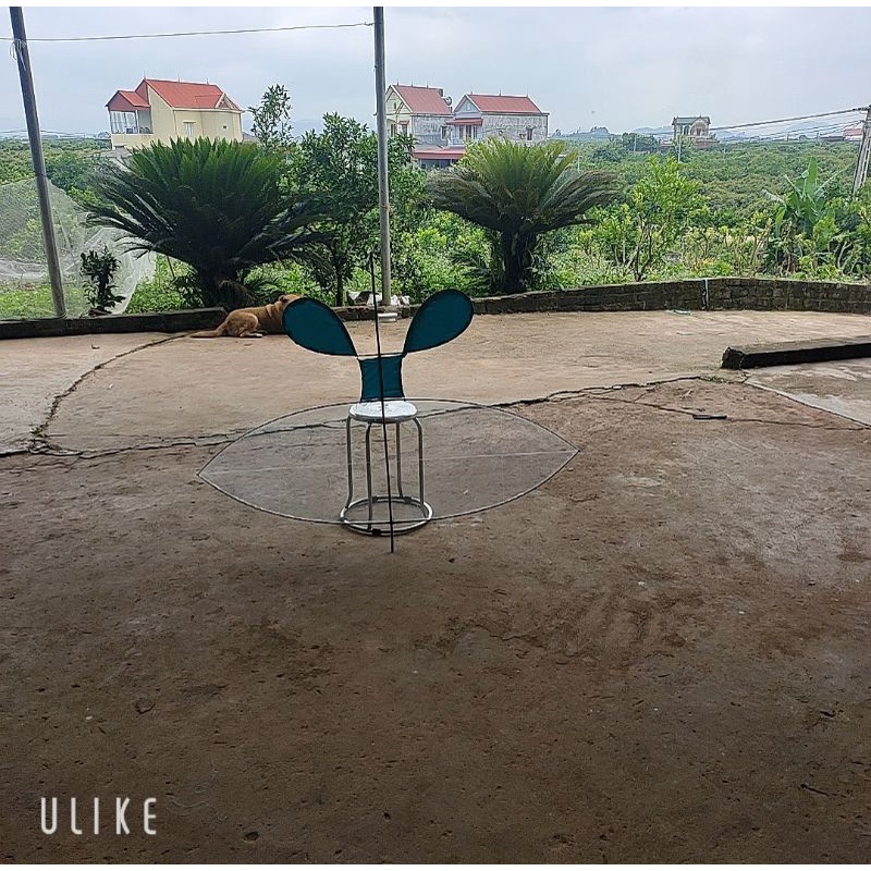 diều sáo cacbon